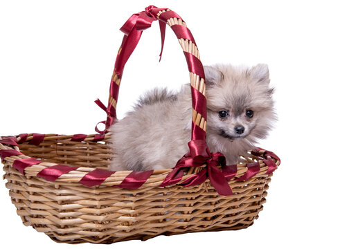 Cute fluffy Pomeranian spitz puppy sitting inside a wicker basket on a white background. Small dog gift concept.