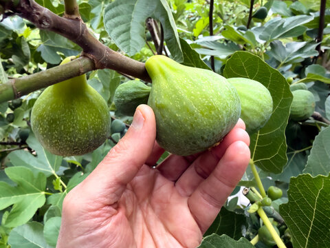 hand holding large desert king fig fruit still hanging in tree during harvest last summer season