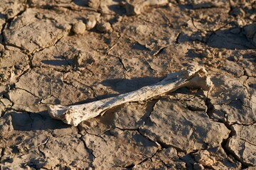 Fototapeta premium Single dried bone on a cracked mud flat under harsh midday sun