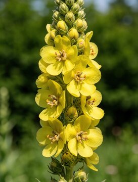 Yellow mullein flowers bloom on tall stalk in meadow. Medicinal herb Verbascum with fuzzy leaves grows wild. Herbal plant blossoms under summer sun.