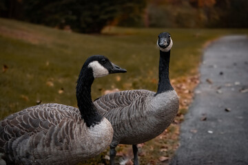 Pair of Canada Geese © Kayly