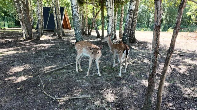 Curious young fallow deer standing close to the camera and looking directly into the lens in a peaceful birch forest. Another spotted deer walks in the background among the trees. 
