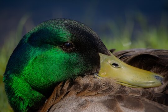 Mallard drake duck laying down