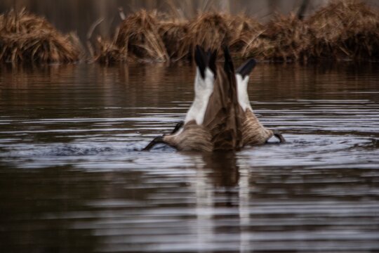 Canada geese foraging for food