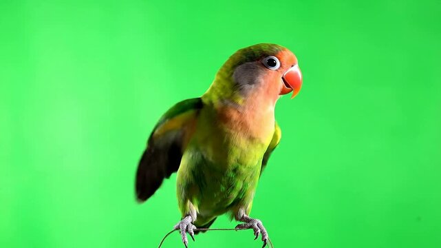 Colorful Lovebird Parrot Stands Out Against Bright Green Screen Background Ideal For Creative Projects and Media Overlays