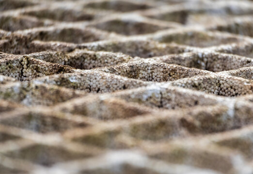 Artistic view of a textured pattern Styrofoam germination tray used for nursing young plants with soft bokeh background