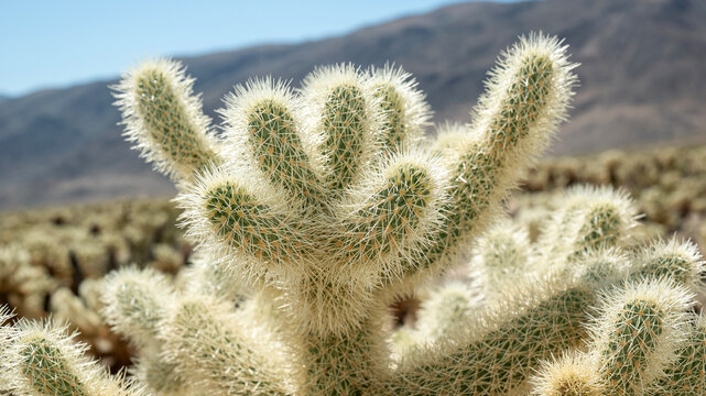 Arms of a catcus in the California desert on a sunny day