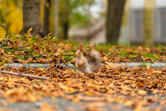 A fluffy beautiful squirrel is looking for food among fallen yellow leaves in the autumn in a city park