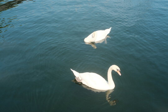 Two white swans swimming in calm turquoise water