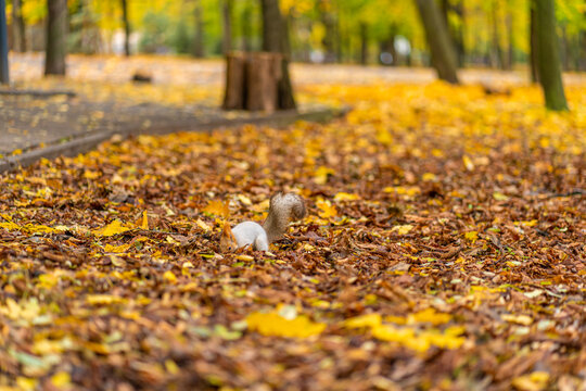 A fluffy beautiful squirrel is looking for food among fallen yellow leaves in the autumn in a city park