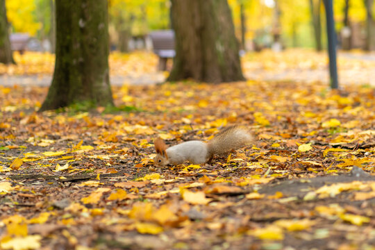 A fluffy beautiful squirrel is looking for food among fallen yellow leaves in the autumn in a city park