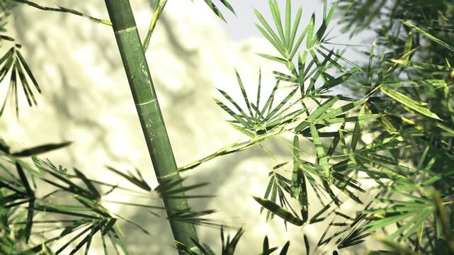 sunlit bamboo stalks and delicate leaves filtering soft morning light, creating pale green glow and fine shadow patterns across slender culms and nodes, subtle