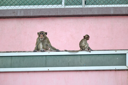 monkeys in the city