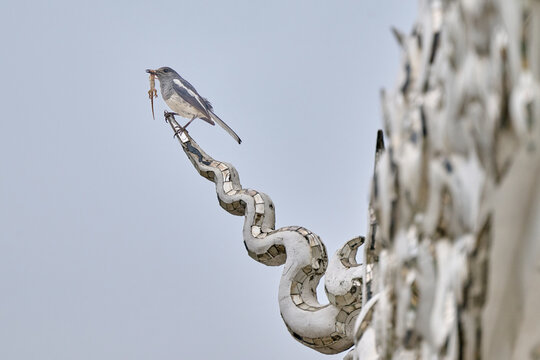bird caught a lizzard