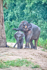 Fototapeta premium asian elephant in thailand