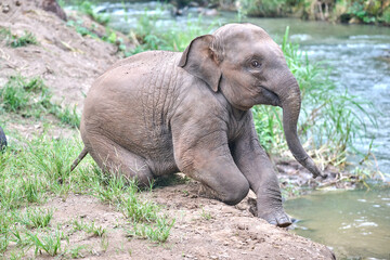 Fototapeta premium asian elephant in thailand