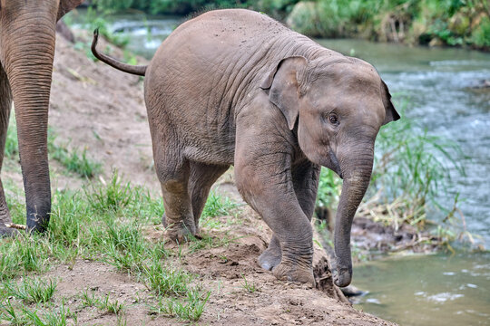asian elephant in thailand