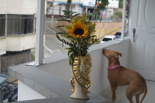 Girasol en un florero y un perro al fondo con un desenfoque.