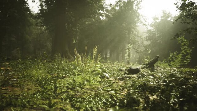 Misty French woodland carpet with soft light rays piercing through humid air, shimmering foliage, cool undertones and ethereal atmosphere perfect for wellness,