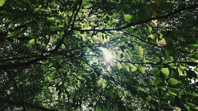 大きな木の下を歩く逆光のアウトドア風景　スローモーション