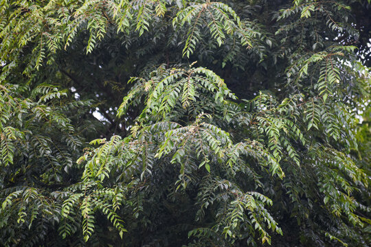 Curry Tree (Bergera koenigii, Syn. Murraya koenigii, Curry  Leaf Tree) with Flowers, Kelaniya, Sri Lanka.