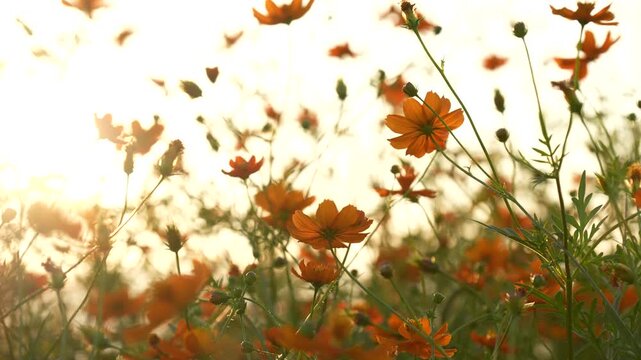 キバナコスモスを夕方撮影した4Kスローモーション動画