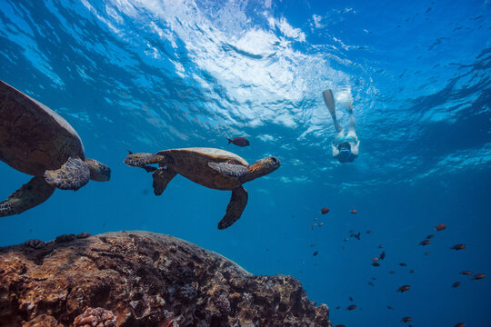 Snorkeler Swimming with Green Sea Turtles in Crystal Clear Ocean Water