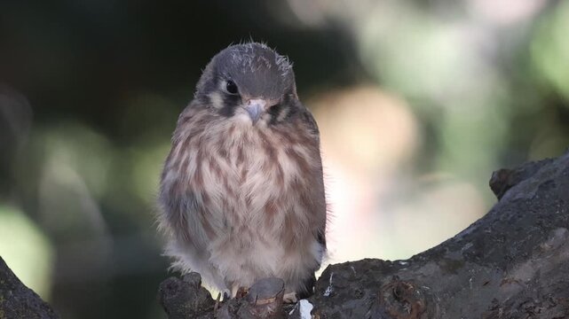 Female American kestrel fledgling (Falco sparverius) perched and looking directly toward camera in morning light.