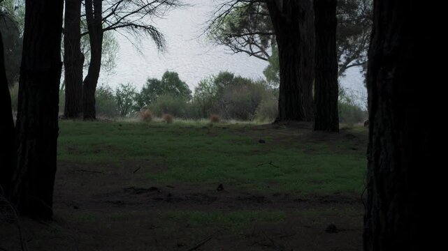 Man walking through a pine tree grove near a lake shore during the day.
