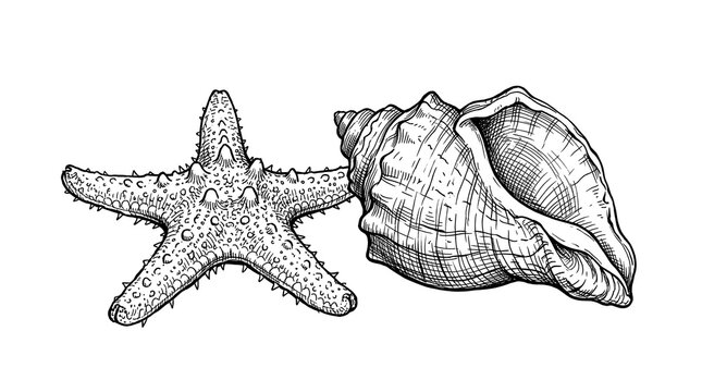 Sea Conch Shell and Starfish Black Line Art Drawing