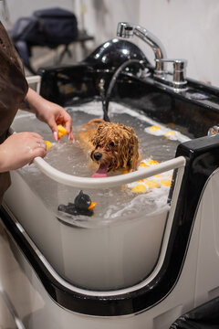 A cute poodle takes a bath in a grooming salon.