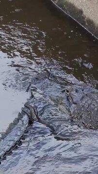Cute and Unexpected Alligator Action Instead of a Tail Bite It's a Snuggle