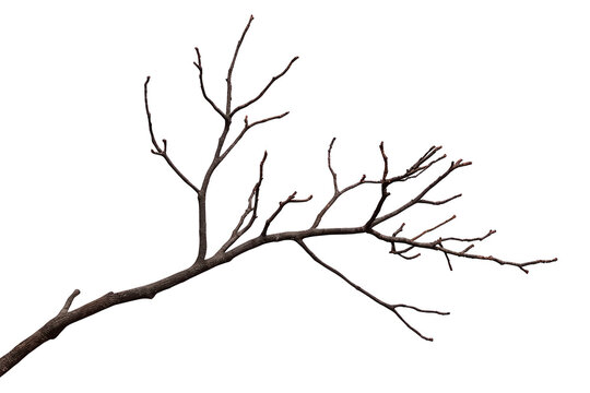 Curved bare tree branch with many thin forked twigs and no leaves