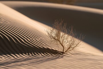 Fototapeta premium Wind-sculpted sand dune in harsh midday sun
