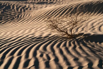 Fototapeta premium Wind-sculpted sand dune in harsh midday sun