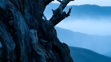Fototapeta premium Ancient bristlecone pine at twilight
