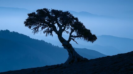 Fototapeta premium Ancient bristlecone pine at twilight