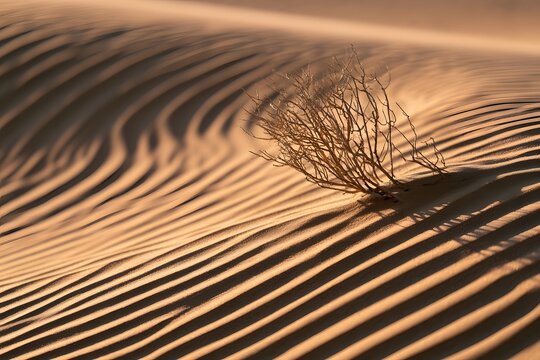 Wind-sculpted sand dune in harsh midday sun