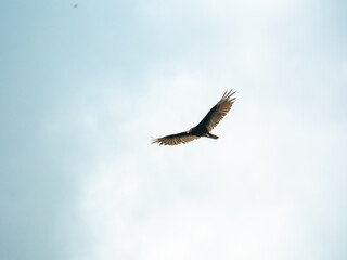 Large wild turkey vulture bird of prey flying high in the pale sky with fully extended spread wings displaying dark flight feathers. © AncientAftertone