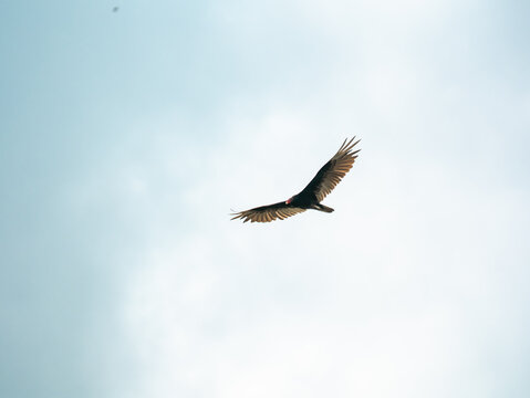 Large wild turkey vulture bird of prey flying high in the pale sky with fully extended spread wings displaying dark flight feathers.
