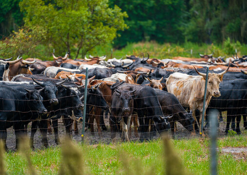 Large herd of horned cattle livestock animals standing on the mud and grass behind a metal wire mesh boundary fence near forest trees.