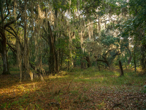 Thick dark wooden trunks of large live oak trees heavily draped with hanging Spanish moss growing in a dense wild forest environment.