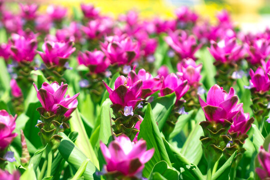 Pink color of Siam or Thai tulip on flower