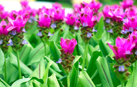 Pink color of Siam or Thai tulip on flower