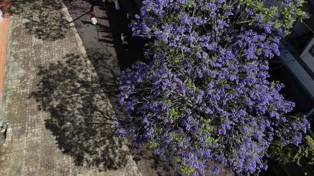 Top down aerial view of blooming purple Jacaranda tree canopy with tourists taking photos below in Da Lat Vietnam