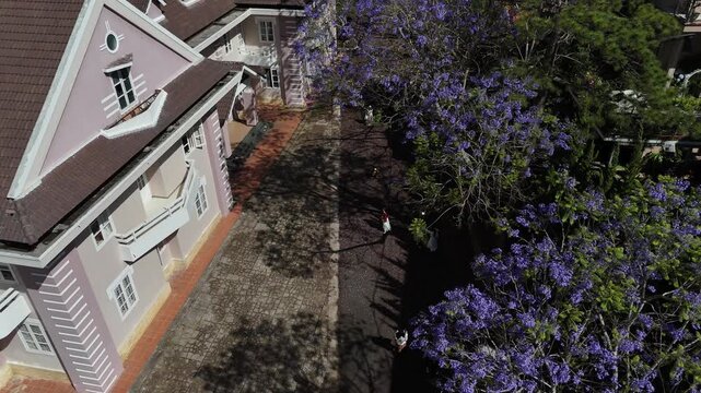 Top down aerial view of blooming purple Jacaranda tree canopy with tourists taking photos below in Da Lat Vietnam
