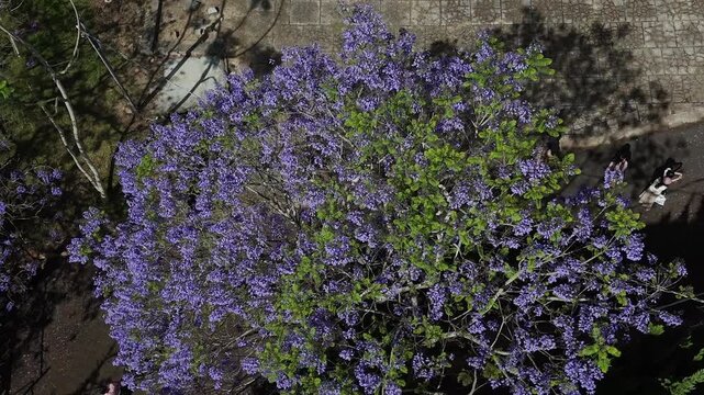 Top down aerial view of blooming purple Jacaranda tree canopy with tourists taking photos below in Da Lat Vietnam