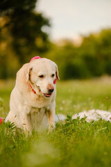 Senior yellow Labrador Retriever dog sitting in profile on green grass in summer park sunset © sergo321