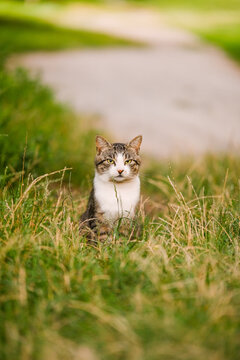 Stray homeless tabby cat sitting in green grass looking at camera in outdoor park