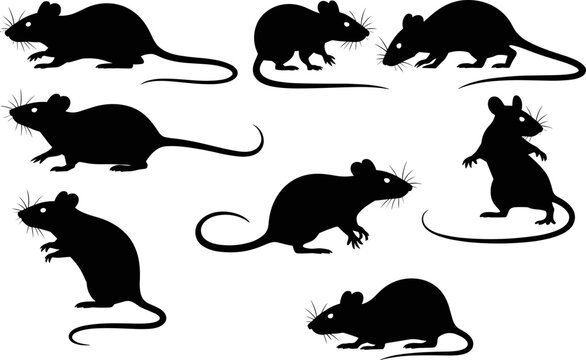 Rodent silhouettes in various poses against a clean white background representing pest control concepts
